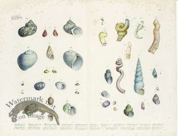 Goldfuss Shells pl 434